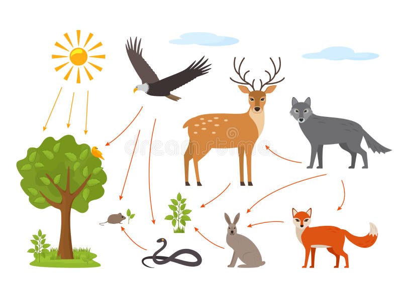 Forest Food Chain Stock Illustrations – 115 Forest Food Chain Stock Illustrations, Vectors & Clipart - Dreamstime Forest Food Chain Stock Illustrations – 115 Forest Food Chain Stock Illustrations, Vectors & Clipart - Dreamstime