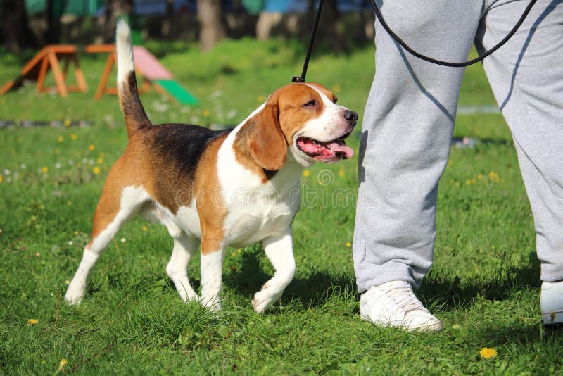 Educação canina da obediência com um cão do lebreiro na trela para a série do pé