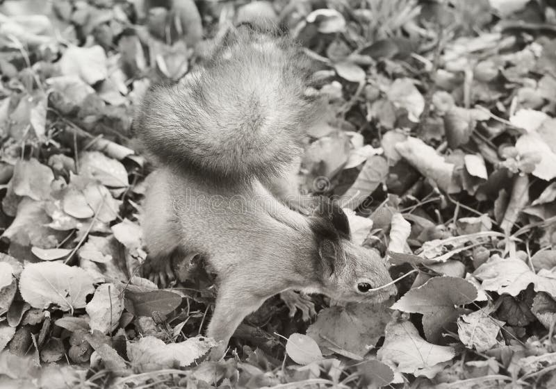 Eekhoorn in de herfstpark royalty-vrije stock afbeeldingen Eekhoorn in de herfstpark royalty-vrije stock afbeeldingen