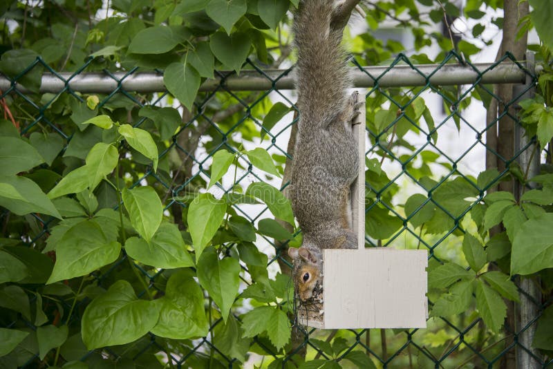 Eekhoorn hangende bovenkant - neer in een vogelvoeder met een zaad in zijn mond stock afbeelding Eekhoorn hangende bovenkant - neer in een vogelvoeder met een zaad in zijn mond stock afbeelding