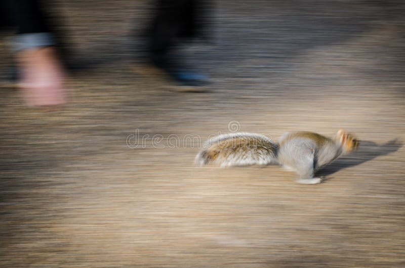 Eekhoornlooppas de mens weg te houden stock foto Eekhoornlooppas de mens weg te houden stock foto