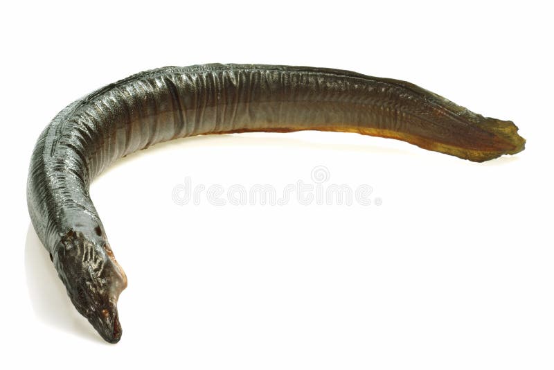 Eel