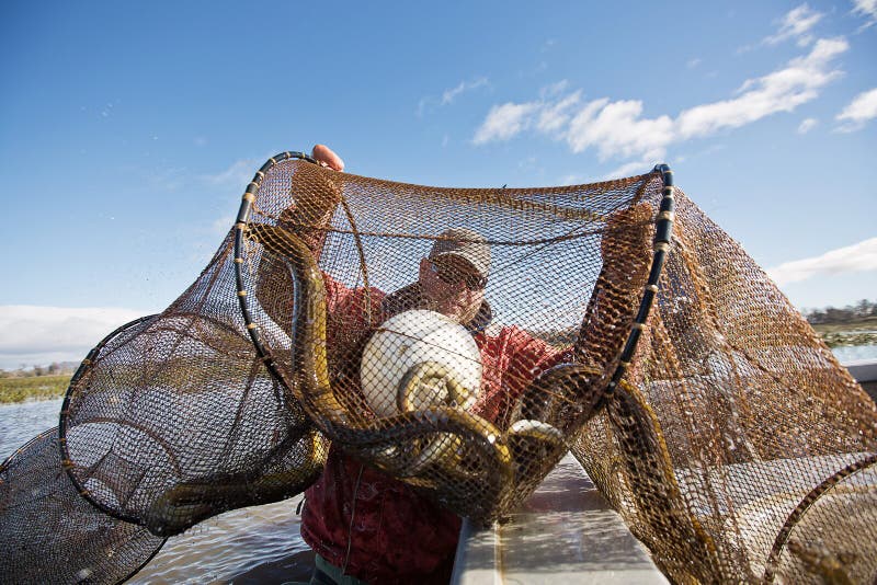 Eel Fisherman stock image. Image of industry, work, waterway 43496505