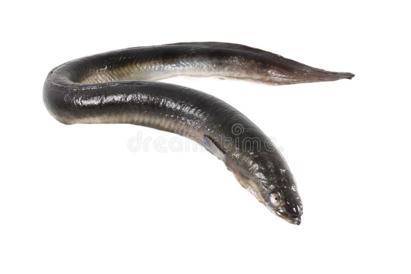 Eel isolated stock image. Image of white, marine, animal - 36608641