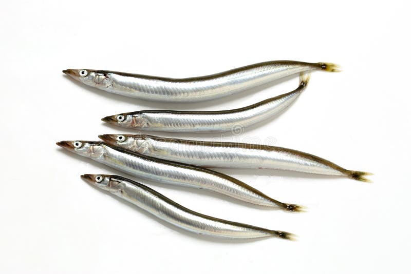 Eel, Japanese Saltwater Fish, Stock Photo - Image of squid, saltwater