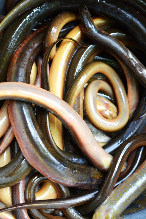 Eel market stock image. Image of eels, live, product - 42266193