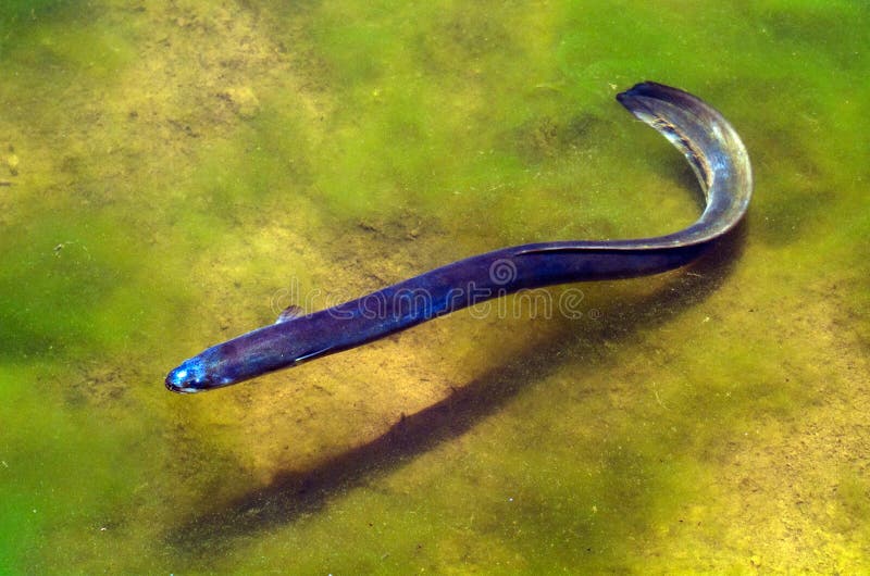 wolf eel out of water wolf eel out of water