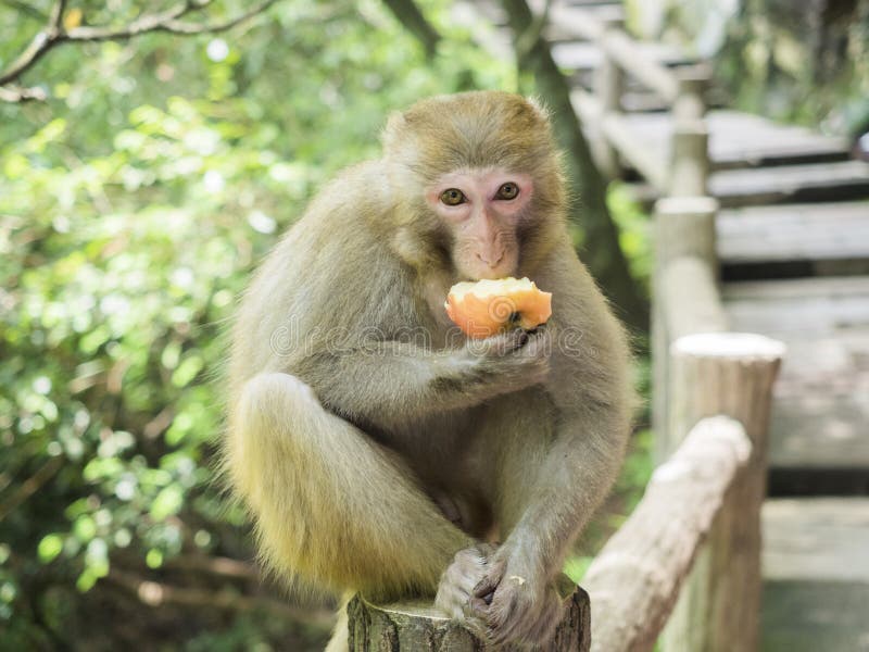 Een aap die een appelzitting op de gang bij Yuanjiajie-Berg, het Toneelgebied van Wulingyuan, Zhangjiajie Nationaal Forest Park e royalty-vrije stock fotografie Een aap die een appelzitting op de gang bij Yuanjiajie-Berg, het Toneelgebied van Wulingyuan, Zhangjiajie Nationaal Forest Park e royalty-vrije stock fotografie