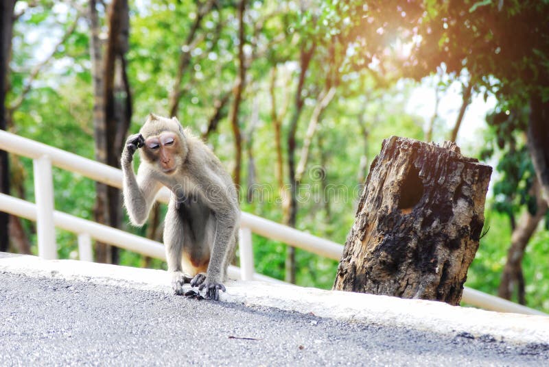 Een aap die op de weg lopen het was in verwarring brengend en verdacht aangezien het werd verloren maak tot het grappige blik