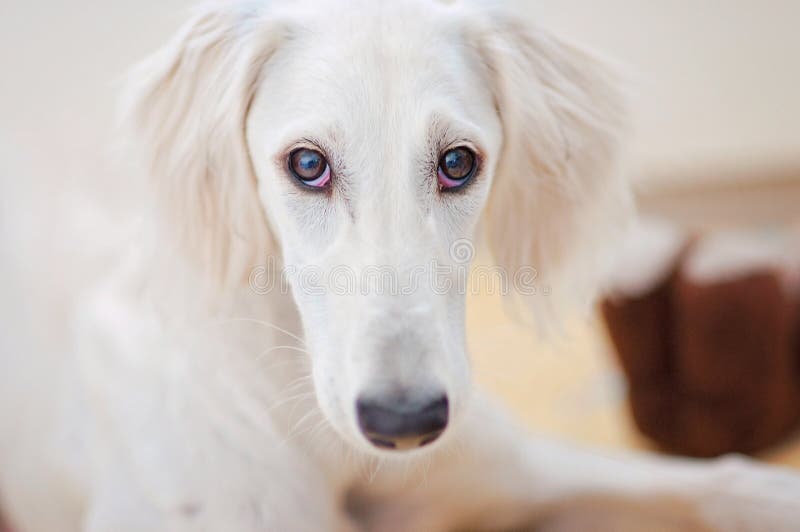 Een alarm weinig leuke witte Perzische windhond van het salukipuppy is ontspannen en starend aan de camera royalty-vrije stock fotografie Een alarm weinig leuke witte Perzische windhond van het salukipuppy is ontspannen en starend aan de camera royalty-vrije stock fotografie