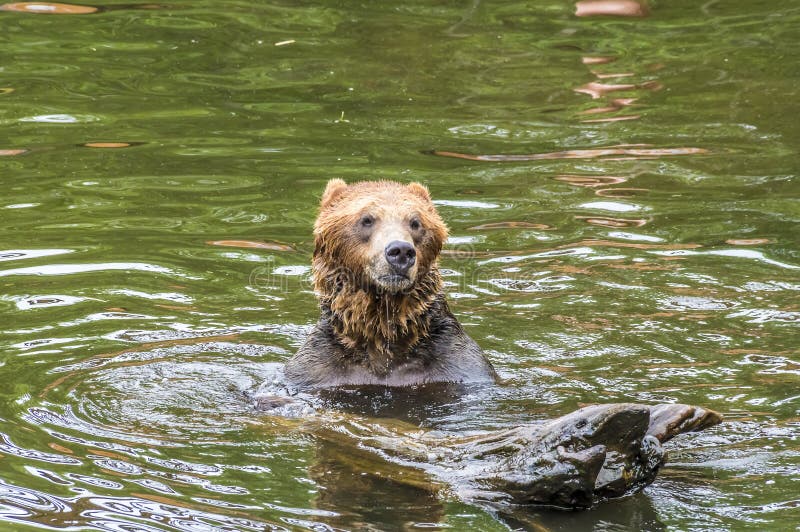 A view of an Alaskan brown bear alert in the waters of Disenchartment Bay close to the Hubbard Glacier in Alaska in summertime. A view of an Alaskan brown bear alert in the waters of Disenchartment Bay close to the Hubbard Glacier in Alaska in summertime