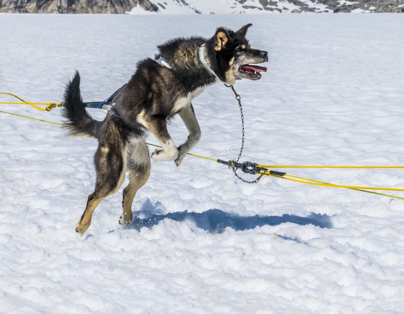 An Alaskan Husky jumping with excitement for a run on the Denver glacier close to Skagway, Alaska in summertime. An Alaskan Husky jumping with excitement for a run on the Denver glacier close to Skagway, Alaska in summertime