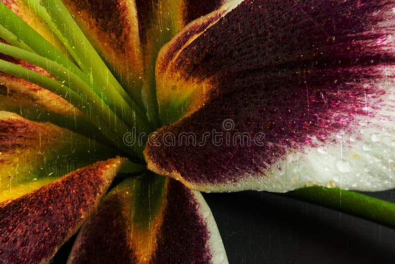 An Asian lily flower photographed approximately abstraction. An Asian lily flower photographed approximately abstraction