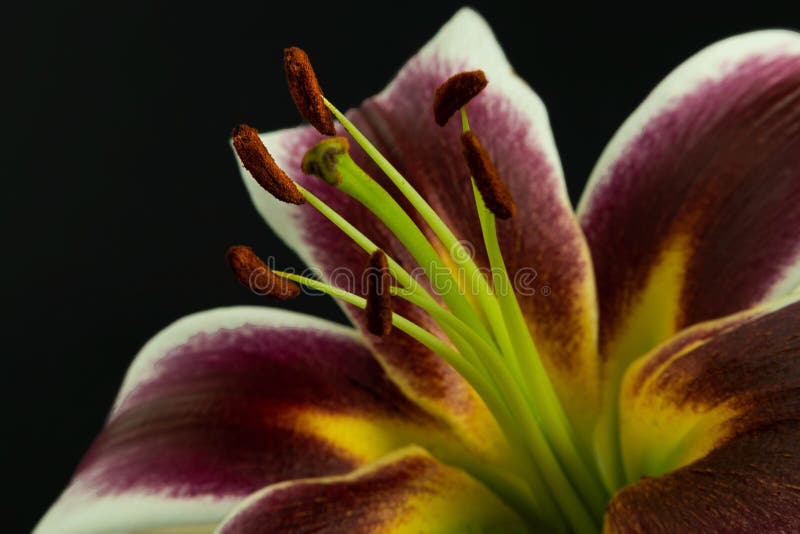 An Asian lily flower photographed approximately in studio. An Asian lily flower photographed approximately in studio