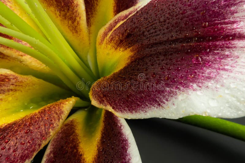 An Asian lily flower photographed approximately in studio. An Asian lily flower photographed approximately in studio