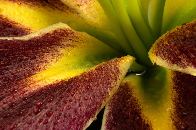 An Asian lily flower photographed approximately in studio. An Asian lily flower photographed approximately in studio