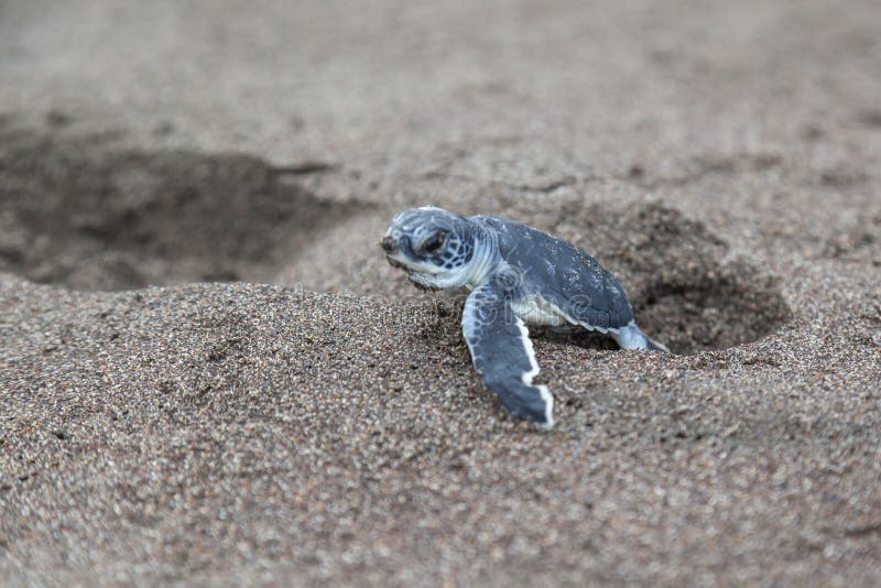 A baby green turtle Chelonia mydas crawling to the ocean on the beach in Costa Rica. A baby green turtle Chelonia mydas crawling to the ocean on the beach in Costa Rica.