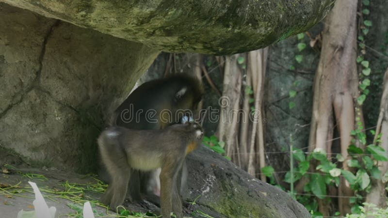 Een beetje mandrill cub die zijn moeders vacht aanraakt en met haar probeert te communiceren. een slecht gematigde exotische aap i