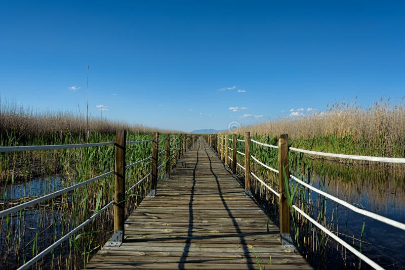Een beschutte houten promenade breidt zich door het sanctuar wild uit stock foto Een beschutte houten promenade breidt zich door het sanctuar wild uit stock foto