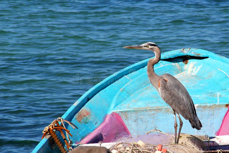 Een bevallige zeevogelreiger rust in een blauwe vissersboot met visnetten op Overzees van Cortez in Mexico royalty-vrije stock fotografie Een bevallige zeevogelreiger rust in een blauwe vissersboot met visnetten op Overzees van Cortez in Mexico royalty-vrije stock fotografie