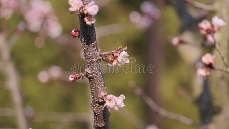 Een bij die een boom bestuift met roze bloemen in het lenteconcept van nieuw leven na een koude winter