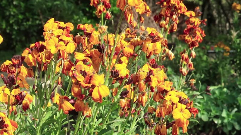 Een bij verzamelt honing uit een wallflowe