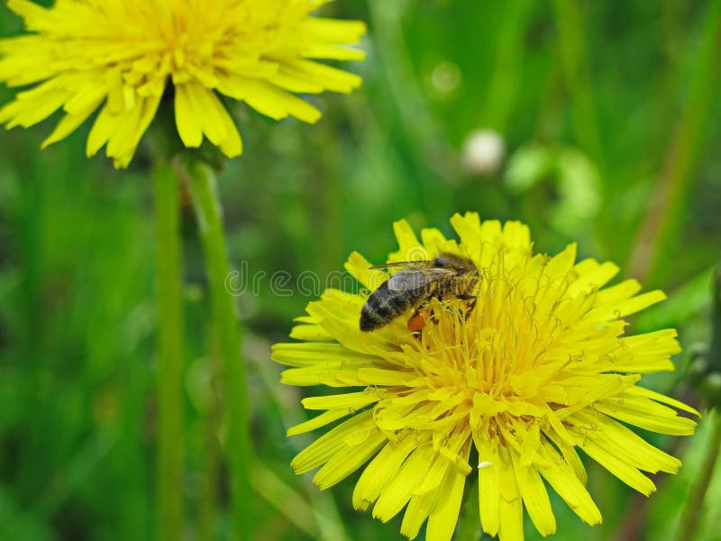 Download Een bij verzamelt nectar stock afbeelding. Afbeelding bestaande uit verzamelt - 54080743