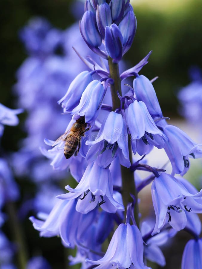 Een bij verzamelt nectar uit een blauwe hyacine in het voorjaar. bloementeelt.  stock fotografie