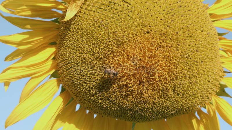 Een bij verzamelt pollen van een zonnebloem