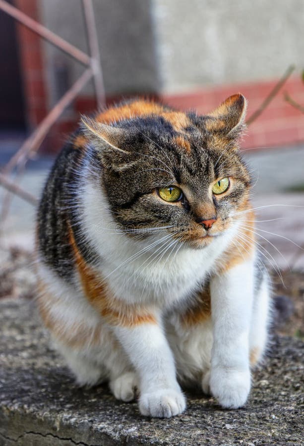 Een binnenlandse en speelse kattenzitting op lage muur en zij beslist wegga Een kat is in motie Interessante positie Profesional royalty-vrije stock fotografie Een binnenlandse en speelse kattenzitting op lage muur en zij beslist wegga Een kat is in motie Interessante positie Profesional royalty-vrije stock fotografie