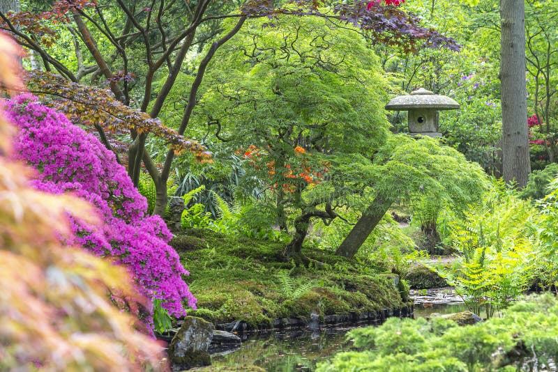 Een blik over een stroom met azalea's, varens en acers aan een beeld van een pagode in de Japanse tuin in park Clingendael, Den H royalty-vrije stock afbeeldingen Een blik over een stroom met azalea's, varens en acers aan een beeld van een pagode in de Japanse tuin in park Clingendael, Den H royalty-vrije stock afbeeldingen