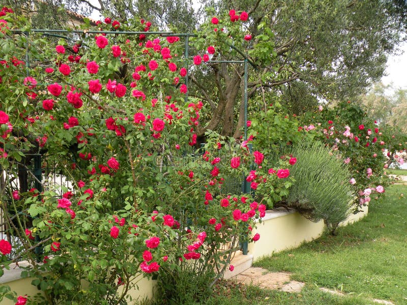 Een bloeiende tuin met rozen stock foto Een bloeiende tuin met rozen stock foto