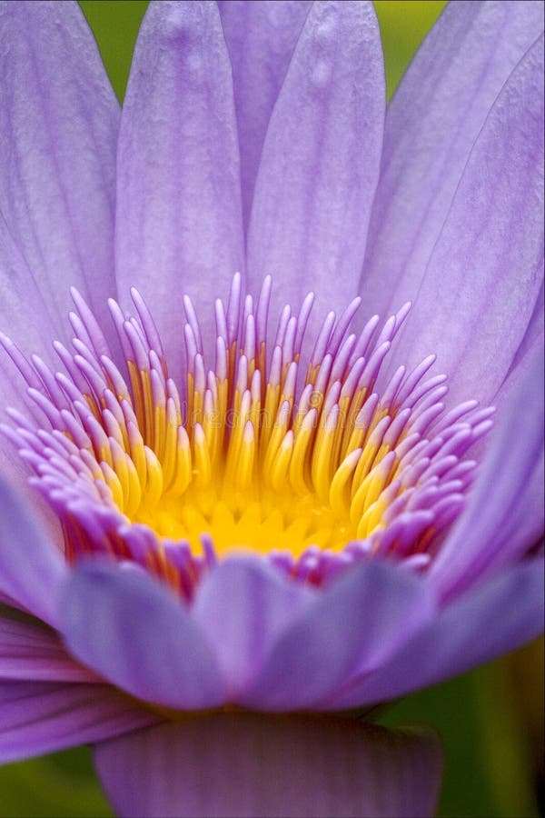 A close up of flower in a garden in mauritius. A close up of flower in a garden in mauritius