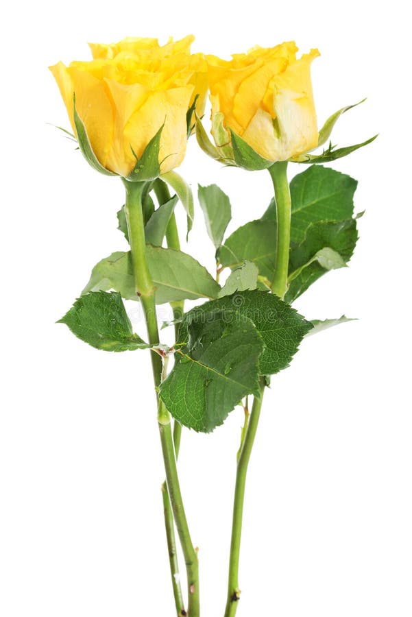 Een boeket van drie gele rozen. stock foto Een boeket van drie gele rozen. stock foto