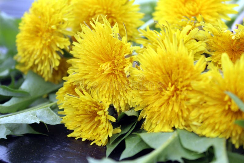 Een boeket van gele paardebloemen is op de lijst royalty-vrije stock foto Een boeket van gele paardebloemen is op de lijst royalty-vrije stock foto
