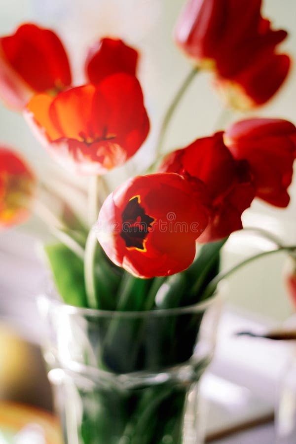 Een boeket van rode tulpen in een vaas op de vensterbank Een gift aan de dag van een vrouw van rode tulp bloeit stock afbeelding Een boeket van rode tulpen in een vaas op de vensterbank Een gift aan de dag van een vrouw van rode tulp bloeit stock afbeelding
