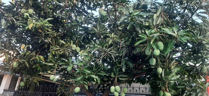 Een boom vol groene mango's stock foto