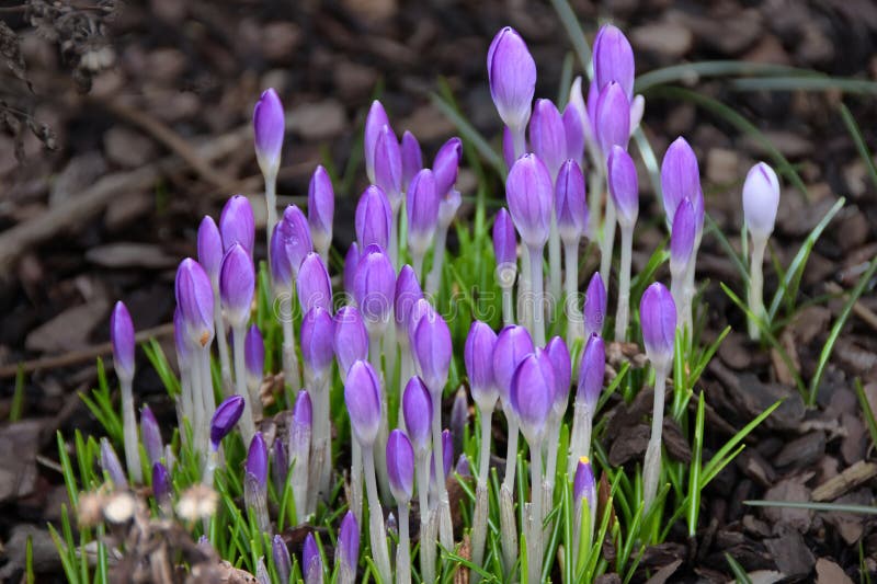 Een bos helder violette krokussen in de tuin stock foto's