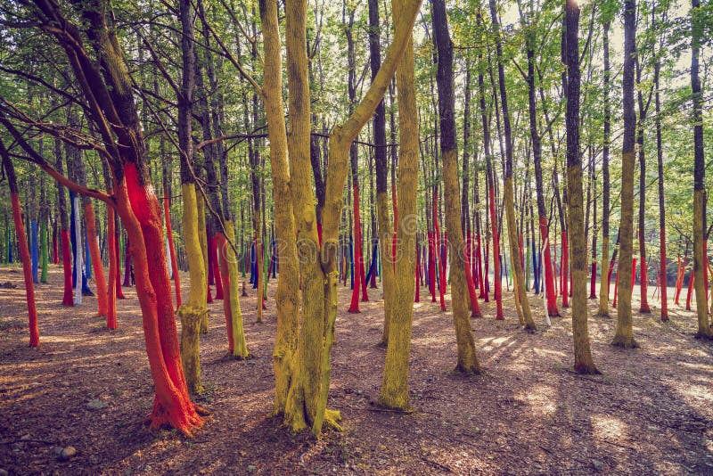 Een bos met bomen in verschillende kleuren worden geschilderd die royalty-vrije stock afbeeldingen Een bos met bomen in verschillende kleuren worden geschilderd die royalty-vrije stock afbeeldingen