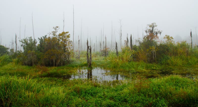 Dead and dying cypress trees indicate saltwater intrusion into the Guste Island swamp of Louisiana. Dead and dying cypress trees indicate saltwater intrusion into the Guste Island swamp of Louisiana.