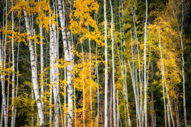 Een bosje van espbomen met dalingsgebladerte stock afbeeldingen Een bosje van espbomen met dalingsgebladerte stock afbeeldingen