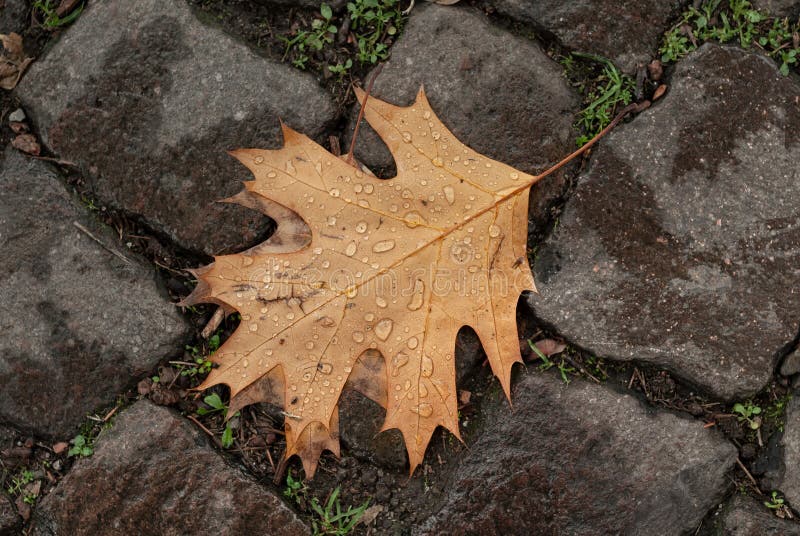 Photo of a brown autumn leave with drops ow water in winter day. Photo of a brown autumn leave with drops ow water in winter day