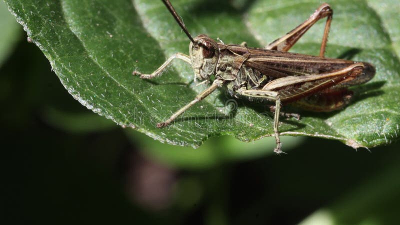 Een bruine bruine bruinkoper op groot groen blad