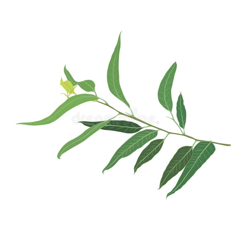 Een brunch van Eucalyptus stock illustratie Een brunch van Eucalyptus stock illustratie