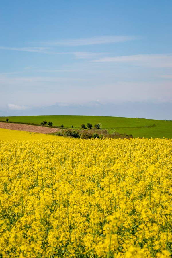 Een Canola-Gebied in Sussex tijdens de Lente royalty-vrije stock fotografie Een Canola-Gebied in Sussex tijdens de Lente royalty-vrije stock fotografie