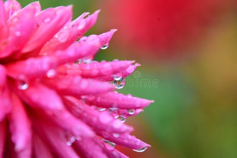 Een close-up van dahliabloem vlak na de regen royalty-vrije stock afbeeldingen Een close-up van dahliabloem vlak na de regen royalty-vrije stock afbeeldingen