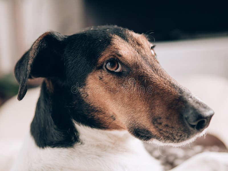 Een close-up van een ontspannen hond thuis Het leuke portret van de terriërhond stock afbeeldingen Een close-up van een ontspannen hond thuis Het leuke portret van de terriërhond stock afbeeldingen