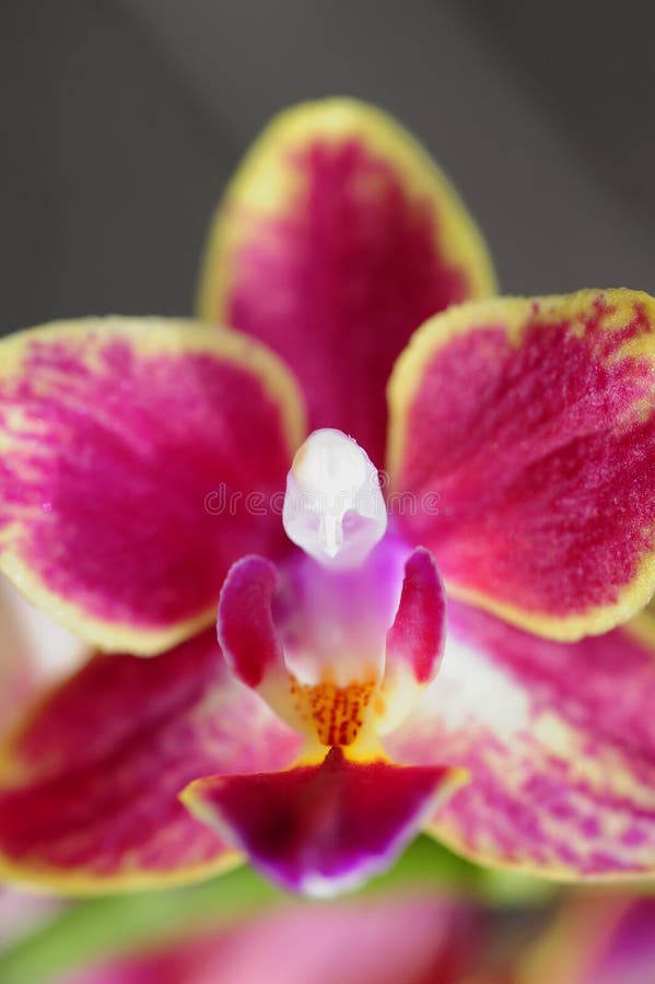 Een close-upmening van een roze en gele orchidee en zijn reproductiesysteem royalty-vrije stock fotografie Een close-upmening van een roze en gele orchidee en zijn reproductiesysteem royalty-vrije stock fotografie