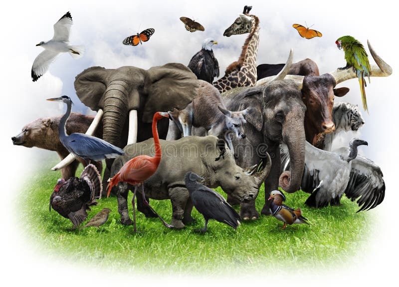 De Collage van dieren