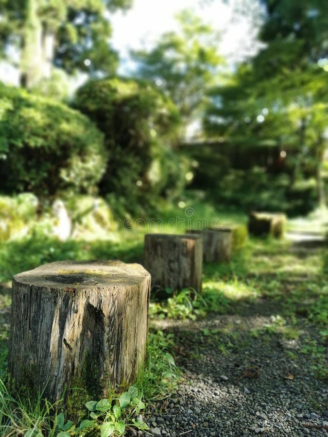 Een dag in het bos royalty-vrije stock afbeeldingen Een dag in het bos royalty-vrije stock afbeeldingen